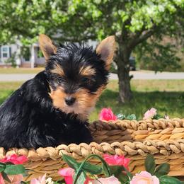 Yorkshire Terrier Puppies from Peters Pups Yorkshire Terriers