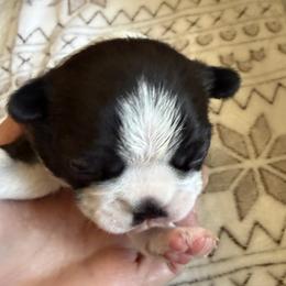 Girl 1 - Black and white female Boston Terrier puppy in Arlington, Washington from Valerie’s Boston Terriers