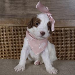 Joy - Parti female Goldendoodle puppy in Warsaw, Ohio from Lovabledoodles