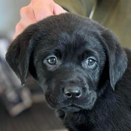 Bonnie - Black female Labrador Retriever puppy in Owosso, Michigan from Bennington Retrievers
