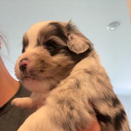 Sasha - Blue merle female Miniature Australian Shepherd puppy in Greenwood, Indiana from Above All Aussies