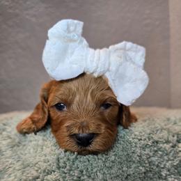 Demetria - Red female Cavapoo puppy in Roseville, California from Heavenly Goldendoodles