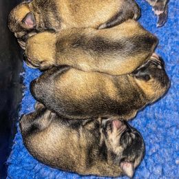 Miniature Schnauzer Puppies from Rc Kennels