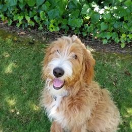 Goldendoodle Puppies from Auburn Hills Doodles & Poodles