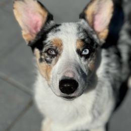 Winnie - Blue merle and white female Cardigan Welsh Corgi puppy in New Port Richey, Florida from Spots and Sploots