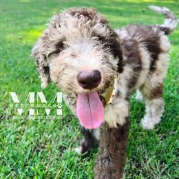 Double Doodle and Morkie Puppies from McCormack Morkies + Merle Doodles