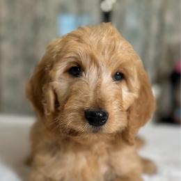 Eugene - Apricot male Goldendoodle puppy in Osage City, Kansas from Golden Ridge Goldens