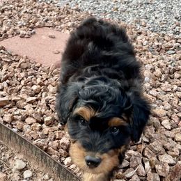 Aussiedoodle and Miniature Australian Shepherd Puppies from BlueZion Aussies