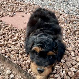 Aussiedoodle and Miniature Australian Shepherd Puppies from BlueZion Aussies
