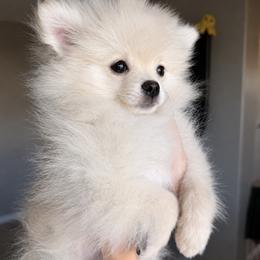 Little Man - White male Pomeranian puppy in Las Vegas, Nevada from Pomeranian Puppies