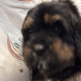 Bernedoodles from Amy's Bernedoodles