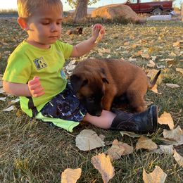 Belgian Malinois, Dutch Shepherd, and xDutch Shepherd Puppies from Raw Nature K9