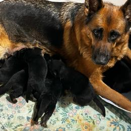 Boy 3 - Black and red male German Shepherd puppy in Puyallup, Washington from Majestic Royal German Shepherd’s