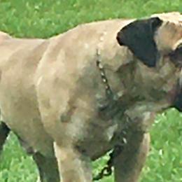 Boerboels and French Bulldogs from Cedar Spring Boerboels
