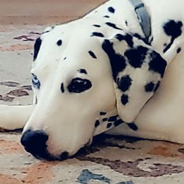 Grace - Dalmatian
