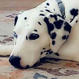 Grace - Dalmatian