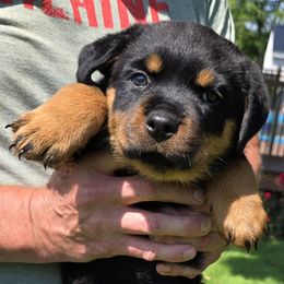 Yellow - Black and mahogany female Rottweiler puppy in Clarksburg, West Virginia from Vom Peiffley Rottweilers, LLC