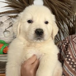 Orange Collar Boy - Light golden male Golden Retriever puppy in Garrison, Montana from Mattiaci Goldens