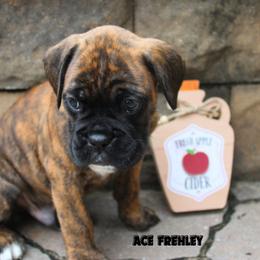 Boxer Puppies from Music City Boxers
