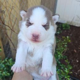 Sunny - Brown and white female Siberian Husky puppy in Springfield, Massachusetts from 16acreshuskies