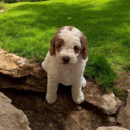 Boy 1 - Parti male Goldendoodle puppy in Murrieta Ca, California from Gloria's Goldendoodles