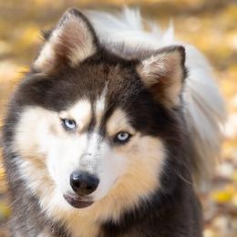 Rune - Pomsky