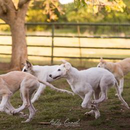 Borzoi Puppies from Rezance Borzoi