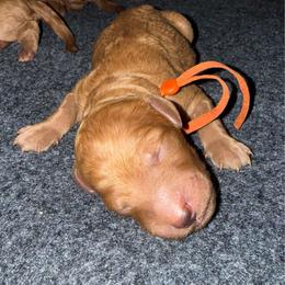 Orange - Red  male Poodle puppy in Keedysville, Maryland from Sunshine Red Standard Poodles