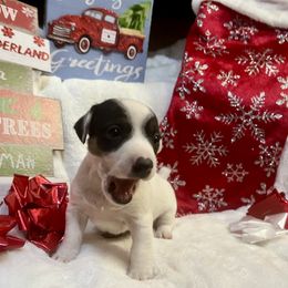Border Collie and Jack Russell Terrier Puppies from CP FARMS BORDER COLLIES N JACKS CORP