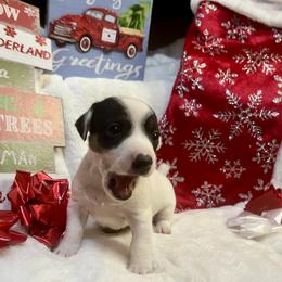 Border Collie and Jack Russell Terrier Puppies from CP FARMS BORDER COLLIES N JACKS CORP