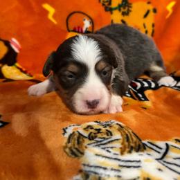 Blue boy - Blue male Pembroke Welsh Corgi puppy in Clarksville, Tennessee from Cooler Farms Corgis
