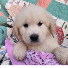 2nd pick of the girls from the Soda Pop Pups - Golden female Golden Retriever puppy in Fithian, Illinois from LOMAH Retrievers