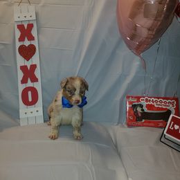 Boy 1 - Australian Shepherd puppy in Cochise County, Arizona from 2Morrows Aussies