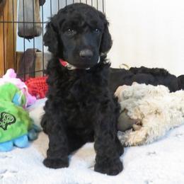 Poodle puppies from Big Sky Poodles