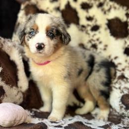 Pink Slush - Blue merle female Australian Shepherd puppy in Wayne, West Virginia from Creek Side Aussies & Doodles