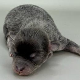 Boy 1 - Blue male Chihuahua puppy in Westport, New York from Chantilly chihuahuas