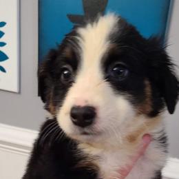 BOY 3 - Black Tri - Australian Shepherd puppy in South Hill, Virginia from Silverside Aussies LLC