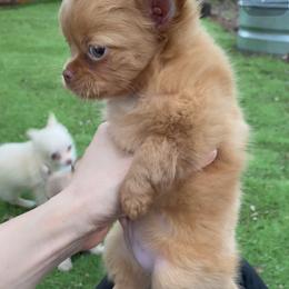 Chihuahua Puppies from Pikanoo Pups