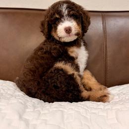 Strawberry - Phantom female Bernedoodle puppy in Queen Creek, Arizona from Dulcito Doodles