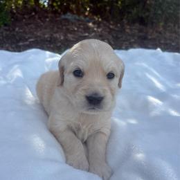 Silver Collar Girl - Golden female Golden Retriever puppy in Salt Lake City, Utah from Deseret Peak Goldens