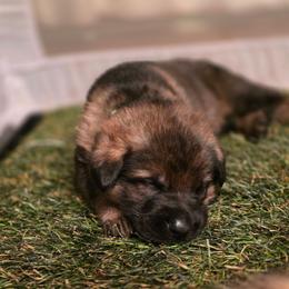Green collar (Muffin) - Sable male German Shepherd puppy in Hermitage, Pennsylvania from Shepherds of the Hundred Acres