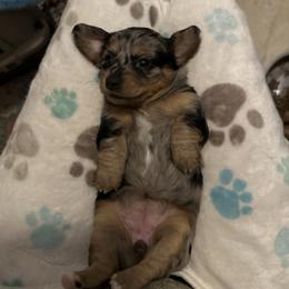 Eenie - Dapple female Dachshund puppy in Henrico, Virginia from All About Pets