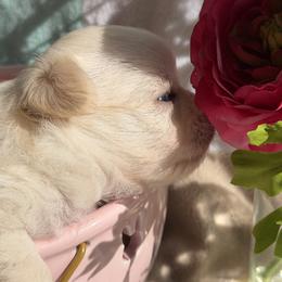 Elvis - Cream and white male Chihuahua puppy in Brooksville, Florida from Daystars Chihuahuas