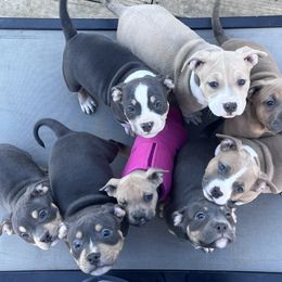 American Bully Puppies from Black Coal Bullies