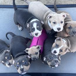 American Bully Puppies from Black Coal Bullies