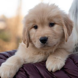 Golden Retrievers from Finnvarr's Legacy Golden Retrievers