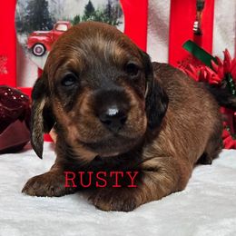 Rusty - Red male Dachshund puppy in Blair, Oklahoma from North Fork Doxies-Okla