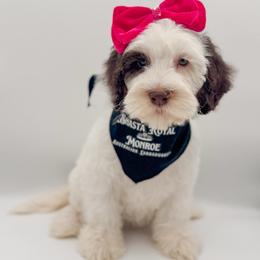 Blossom - Chocolate female Australian Labradoodle puppy in Redding, California from Shasta Royal Monroe Puppies