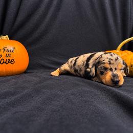 Sally AKC 5,500 - Dapple female Dachshund puppy in Indian Trail, North Carolina from Hilda’s Teenie Weenies