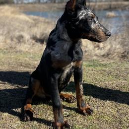 Beauceron and Doberman Pinscher Puppies from Elitehaus